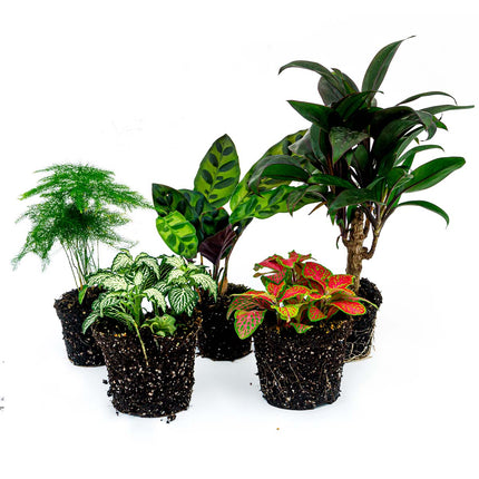 Plant terrarium set - Lancifolia - 5 plants - Palm - Calathea Lancifolia - Asparagus - Red & White Fittonia