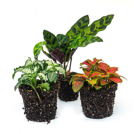 Plant terrarium set - Lancifolia - 3 plants - Calathea Lancifolia - Red & White Fittonia