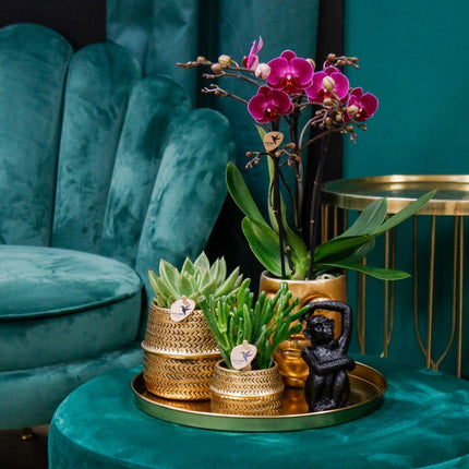 Chic Hotel Pflanzenset | Paare von Phalaenopsis Orchideen und Sukkulenten - Keramiktöpfe inbegriffen