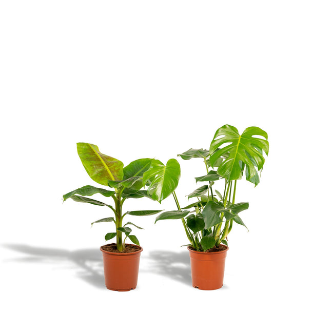 Monstera Deliciosa - ↨75cm - Ø21cm + Musa Dwarf Cavendish - ↨85cm - Ø21cm
