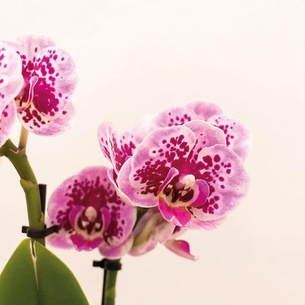 Rosa-Lila Phalaenopsis Orchidee - Luxuriöser Gold Dekorativer Topf Ø9 cm - ↑ 35 cm