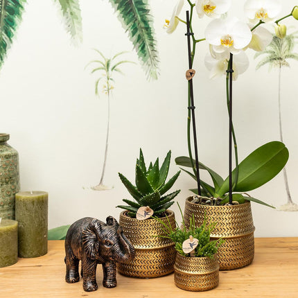 Groove Gold Pflanzenset | Set mit weißer Phalaenopsis Orchidee und kleiner & großer Sukkulente - Goldene Keramiktöpfe inbegriffen