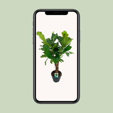 Ficus Lyrata (Geigenfeige) ↑ 100 cm