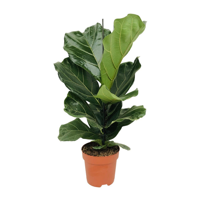 Ficus Lyrata - Ø17 - ↨75cm