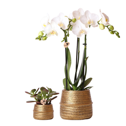 Groove gold plant set | Set with white Phalaenopsis orchid and small & large Succulent  - Gold ceramic pots included