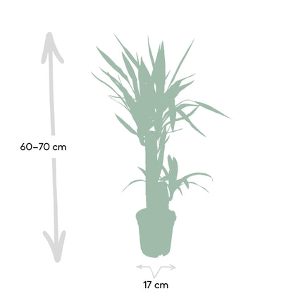 "Yucca Elephantipes (Palmlilie) ↑ 85 cm     "