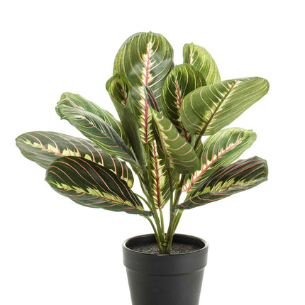 Maranta Fascinator - Pflanze der 10 Gebote - 30 cm - Kunstpflanze