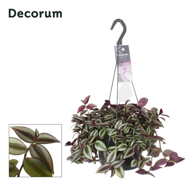 Tradescantia Zebrina Purpusii (Gemeiner Dreimasterblume) ↑ 30 cm