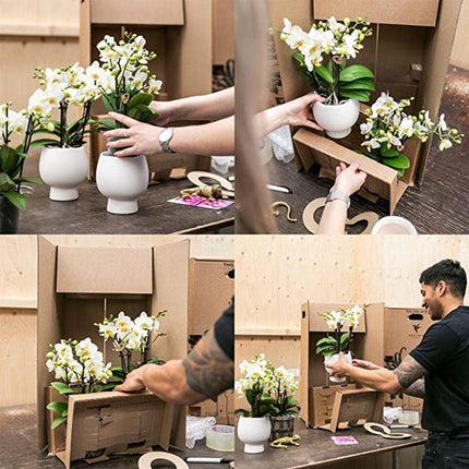 Groove Gold Pflanzenset | Set mit weißer Phalaenopsis Orchidee und kleiner & großer Sukkulente - Goldene Keramiktöpfe inbegriffen