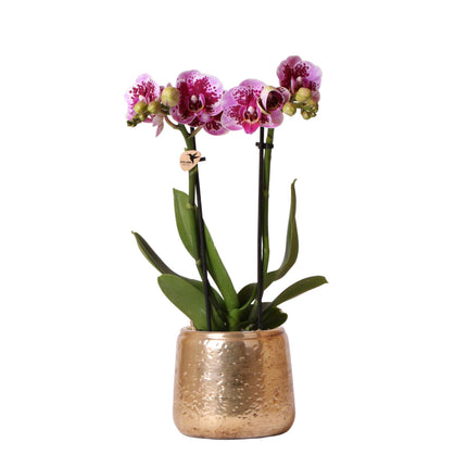 Pink-Purple Phalaenopsis Orchid - Luxury Gold Decorative Pot Ø9 cm - ↑ 35 cm
