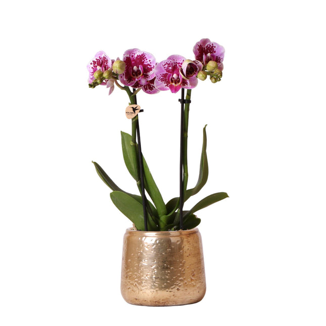 Rosa-Lila Phalaenopsis Orchidee - Luxuriöser Gold Dekorativer Topf Ø9 cm - ↑ 35 cm