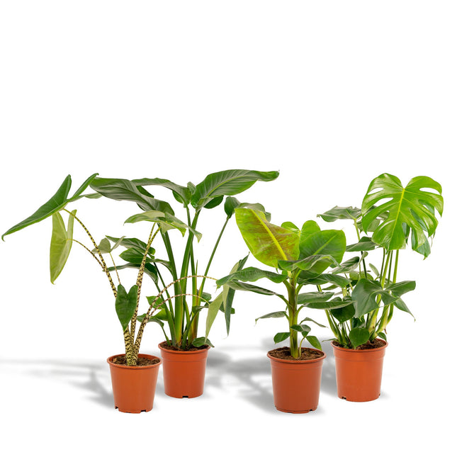 Monstera Deliciosa - ↨75cm - Ø21cm + Alocasia Zebrina - ↨75cm - Ø19cm + Strelitzia Nicolai - ↨85cm - Ø19cm + Musa Dwarf Cavendish - ↨85cm - Ø21cm