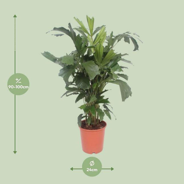 Caryota Mitis (Fischschwanzpalme) ↑ 110 cm