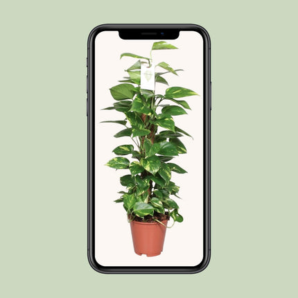 Epipremnum Pinnatum (Dragon Ivy) ↑ 80 cm