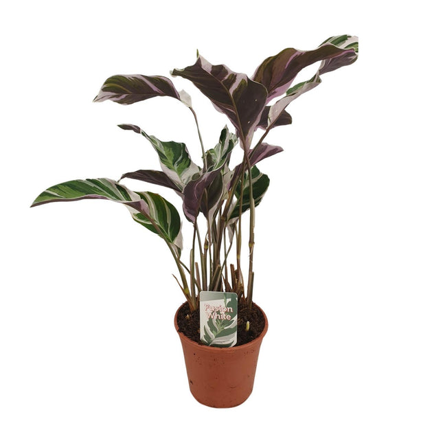 Calathea Fusion White Basic (Pfau-Pflanze) ↑ 40 cm