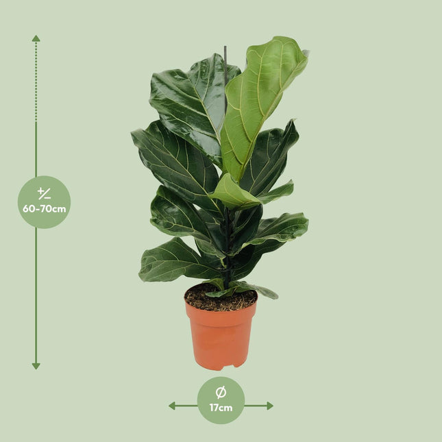 Ficus Lyrata - Ø17 - ↨75cm
