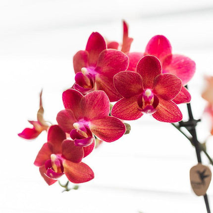 Red Phalaenopsis Orchid - Congo + Diabolo travertine - Pot size Ø9cm - ↑ 35 cm
