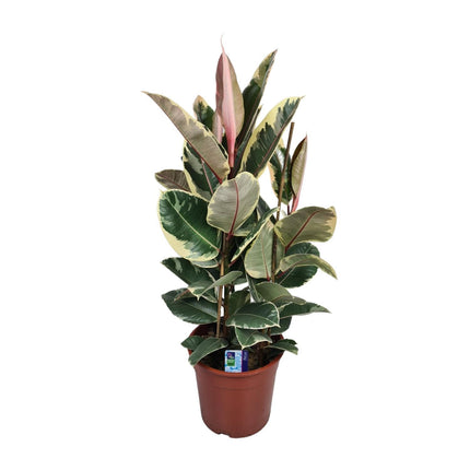 Ficus Elastica Tineke (Rubber Plant) ↑ 85 cm