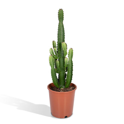 Euphorbia Acrurensis (Cowboycactus) ↑ 60 cm