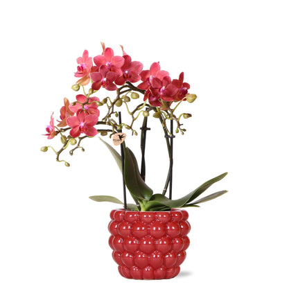 Red Phalaenopsis Orchid – Congo + Berry pot  – Ø 9cm – 40cm