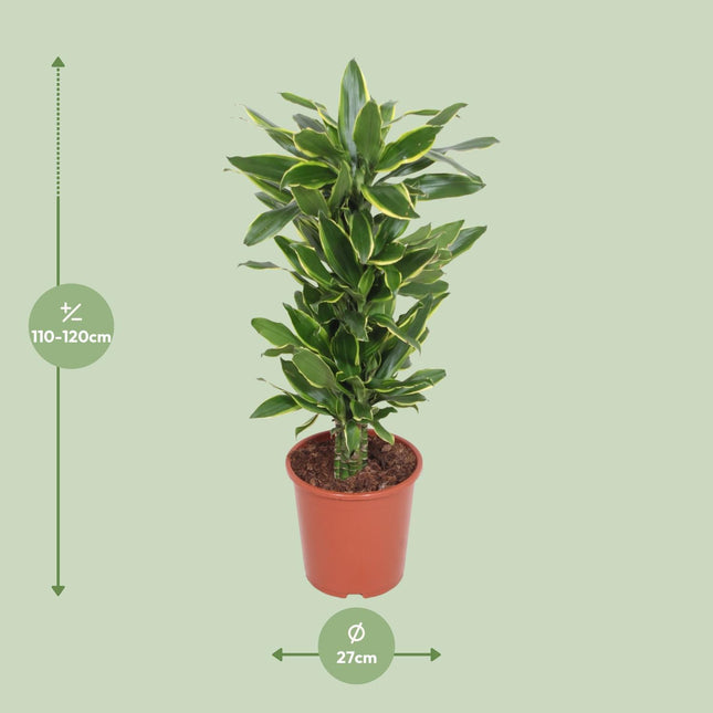 Dracaena Golden Coast (Drachenblutbaum) ↑ 110 cm