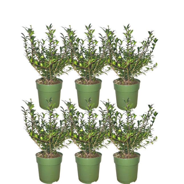 Plants by Frank - 1 mètre de haie de houx - Ilex crenata 'Jenny'® - Lot de 6 plants de haie résistants au gel - Haie persistante - Livré fraîche de la pépinière