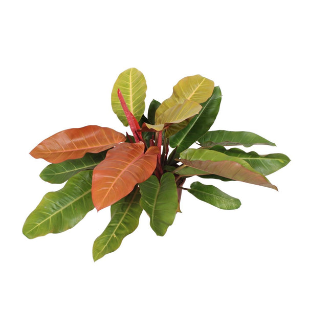 Philodendron Prince Of Orange (Herzblatt-Philodendron) ↑ 75 cm