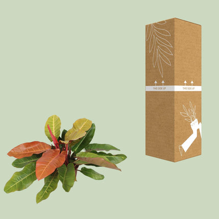 Philodendron Prince Of Orange (Herzblatt-Philodendron) ↑ 75 cm