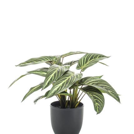 Calathea Zebrina - Shade plant - 38 cm - Artificial plant