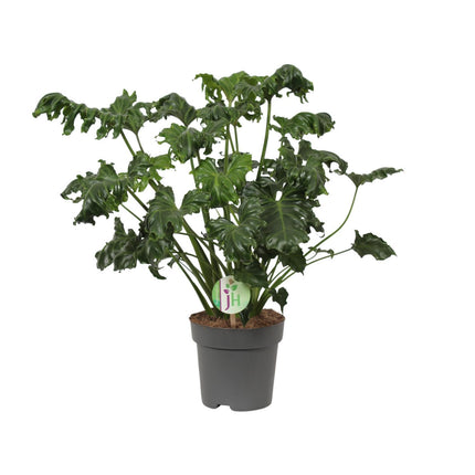 Philodendron Atlantis (Heartleaf Philodendron) ↑ 50 cm