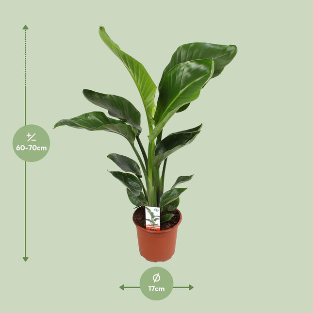 Strelitzia Nicolai - Ø17 cm - ↑70 cm