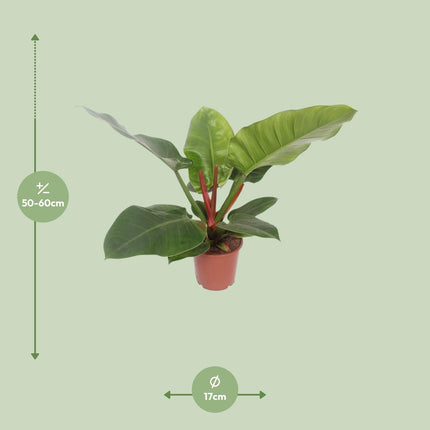 Philodendron Imperial Green (Imperialgrüner Philodendron) ↑ 60 cm