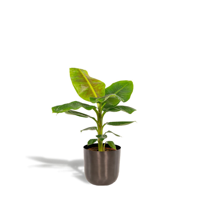 Musa Dwarf Cavendish - ↨90cm - Ø21cm + Pot Mayk Lead