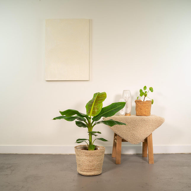 Musa Dwarf Cavendish - ↨90cm - Ø21cm + Mand Selin