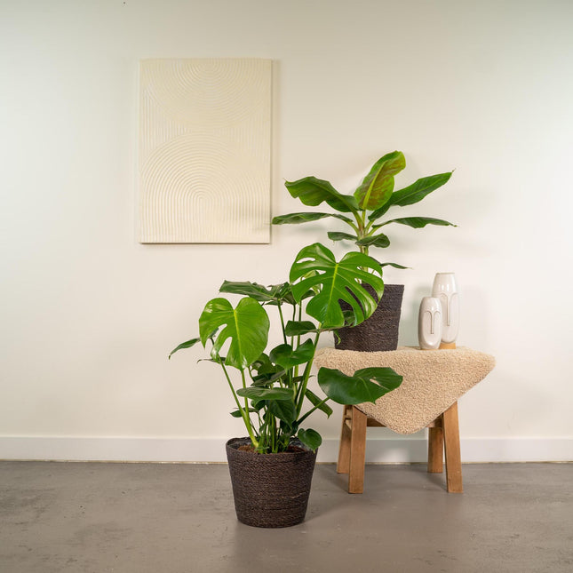 Monstera Deliciosa - ↨75cm - Ø21cm + Musa Dwarf Cavendish - ↨85cm - Ø21cm