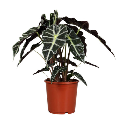 Alocasia Polly (African Mask Plant) ↑ 45 cm