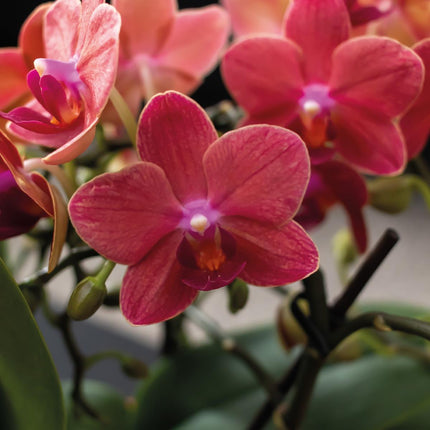 Scandic Geschenkset Terrakotta | Pflanzenset mit orangefarbener Phalaenopsis Orchidee und Sukkulenten - Keramiktöpfe inbegriffen