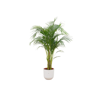 Combi deal - Areca palm (Golden Palm) + Elho Jazz Round ↑ 140 cm