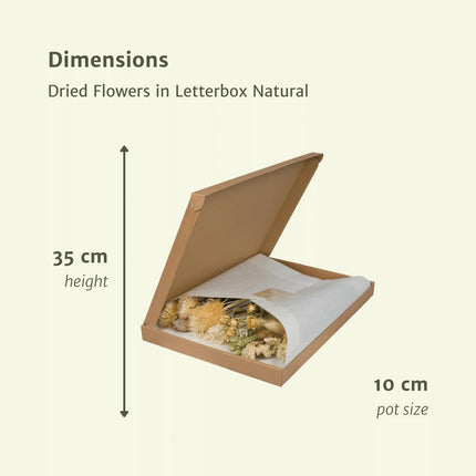 Trockenblumen in Letterbox Natural - Trockenstrauß - 35cm - Ø10