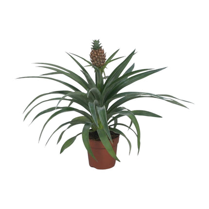 Pineapple Mi Amigo (Pineapple Plant) ↑ 40 cm