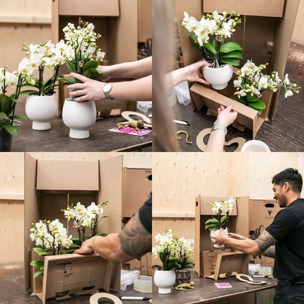 Romantisches Geschenkset - Pflanzenset mit rosa Phalaenopsis Orchidee und Sukkulenten - Keramiktöpfe inbegriffen