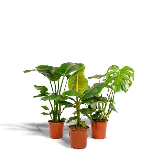 Monstera Deliciosa - ↨75cm - Ø21cm + Musa Dwarf Cavendish - ↨85cm - Ø21cm + Strelitzia Nicolai - ↨85cm - Ø19cm