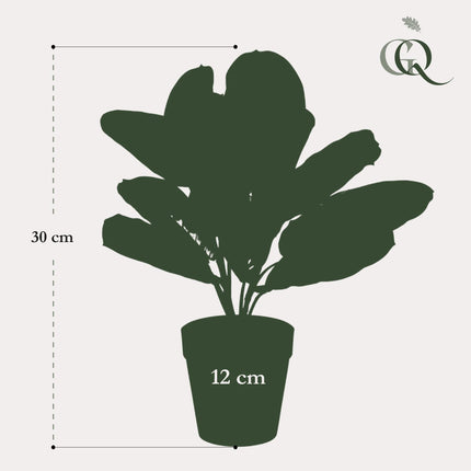 Maranta Fascinator - 10 commandments plant - 30 cm - Artificial plant