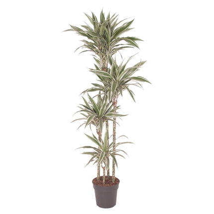 Dracaena White Stripe (Drachenblutbaum) ↑ 170 cm