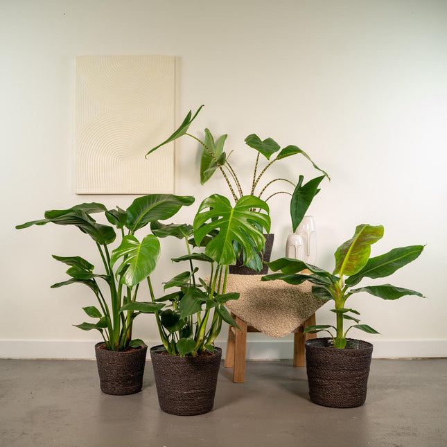 Monstera Deliciosa - ↨75cm - Ø21cm + Alocasia Zebrina - ↨75cm - Ø19cm + Strelitzia Nicolai - ↨85cm - Ø19cm + Musa Dwarf Cavendish - ↨85cm - Ø21cm