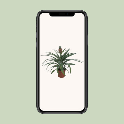Pineapple Mi Amigo (Pineapple Plant) ↑ 40 cm