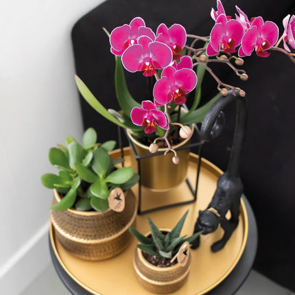 Chic Hotel Pflanzenset | Paare von Phalaenopsis Orchideen und Sukkulenten - Keramiktöpfe inbegriffen