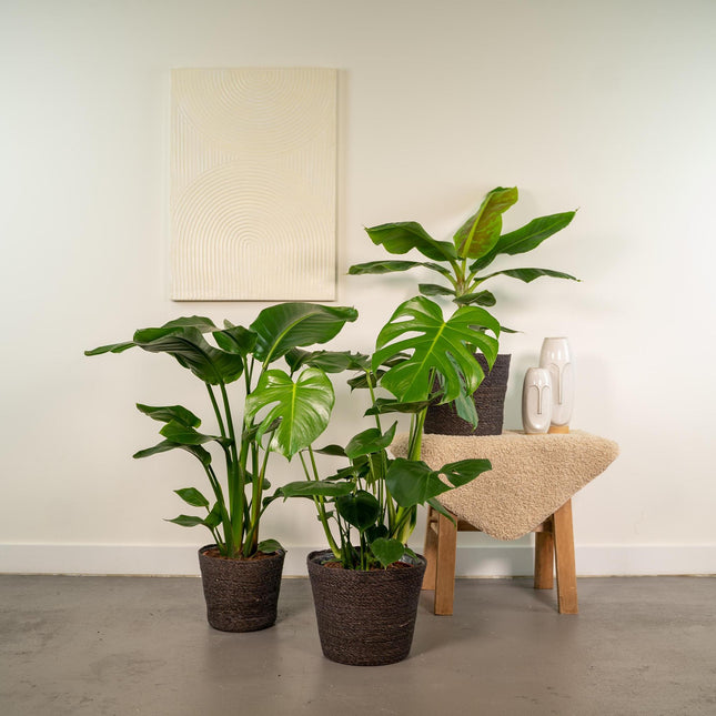 Monstera Deliciosa - ↨75cm - Ø21cm + Musa Dwarf Cavendish - ↨85cm - Ø21cm + Strelitzia Nicolai - ↨85cm - Ø19cm