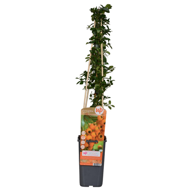 Pyracantha 'Soleil dOr' - ↨65cm - Ø15