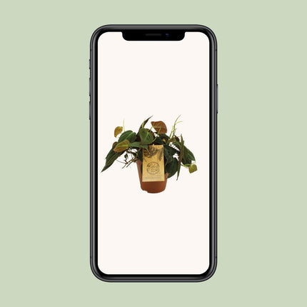 Philodendron Micans (Samt-Philodendron) ↑ 40 cm